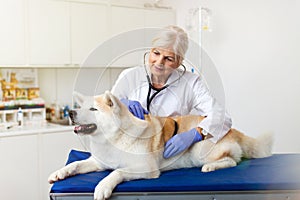 Female vet examining a dog sitting on an examination tableÂ 